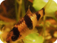 Puntius fasciatus (Barbus fasciatus)