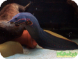 Mastacembelus erythrotaenia