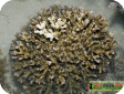 Pocillopora sp. 
