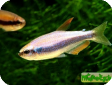 Inpaichthys kerri