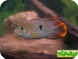 Aequidens rivulatus