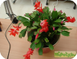 Zygocactus truncatus