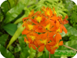 Epidendrum