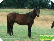 Фуриозо-норт стар (Furioso Horse) 