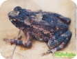 Ingerophrynus parvus