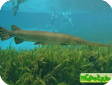 Atractosteus spatula (Lepisosteus spatula)