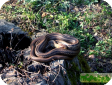 Elaphe quadrivirgata