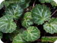 Saxifraga