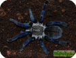Haplopelma lividum