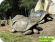 Geochelone elephantopus
