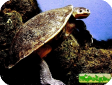 Chelodina novaeguineae
