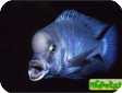 Cyrtocara moorii