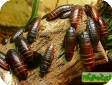 Gromphadorhina portentosa