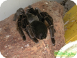 Hysterocrates gigas