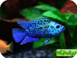 Cichlasoma octofasciatum