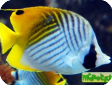 Chaetodon auriga 