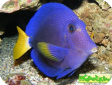 Zebrasoma xanthurum 