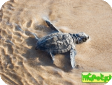 Lepidochelys kempii (Морская черепаха Кемпа) 