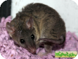 Monodelphis domestica (Домовый опоссум, Серый голохвостый опоссум)