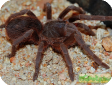 Lasiodora parahybana