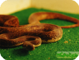 Liasis mackloti
