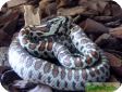 Elaphe situla