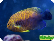 Centropyge potteri 