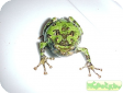 Scaphiophryne