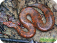 Candoia aspera