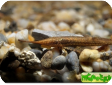 Farlowella acus
