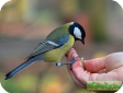 Parus major