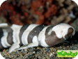 Chiloscyllium punctatum 