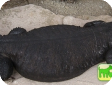 Uromastyx alfredschmidti (Шипохвост шмидта)