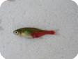 Aphyocharax rathbuni