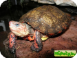 Rhinoclemmys pulcherrima (Великолепная лесная) 