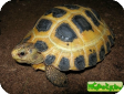 Indotestudo forstenii