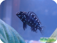 Tropheus duboisi