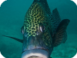 Plectorhynchus chaetodonoides