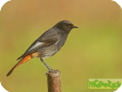 Phoenicurus phoenicurus