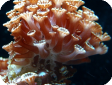 Alveopora sp.  