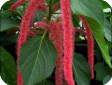 Acalypha
