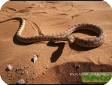 Spalerosophis diadema
