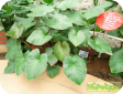 Homalomena