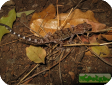 Pachydactylus turneri