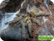 Holothele incei  