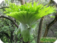 Platycerium