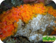 Parazoanthus sp. ("gracilis")