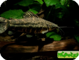 Megalechis thoracata
