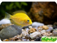 Etroplus maculatus