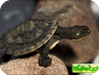 Emydura macquarii 